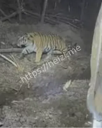 挖掘机女司机偶遇东北虎